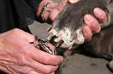 GRIFFES - DOGUE ALLEMAND 054